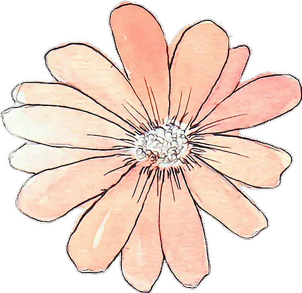 Download Tumblr Drawing Watercolor Peach Flower Flower Flower Sticker Png Tumblr Transparent Stickers