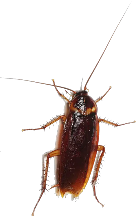 Cockroach Entokim Evre Sal Hizmetleri Insect Pest Cockroach Png Cockroach Png