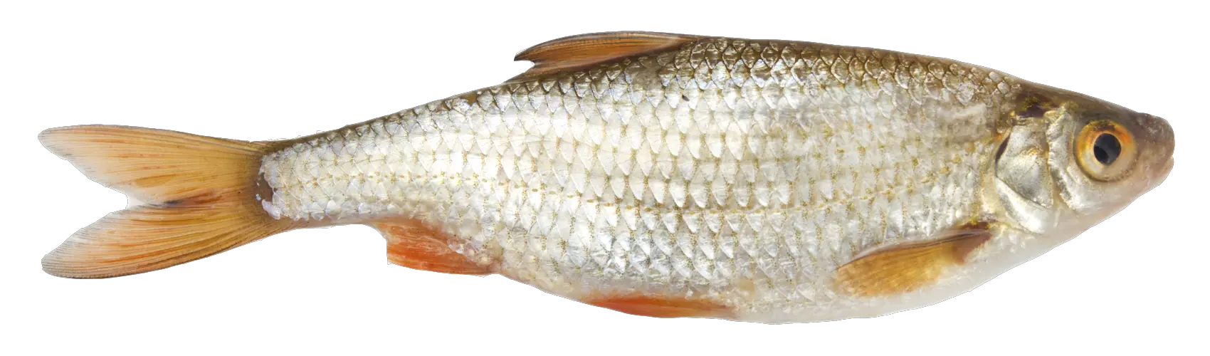 Fish Png