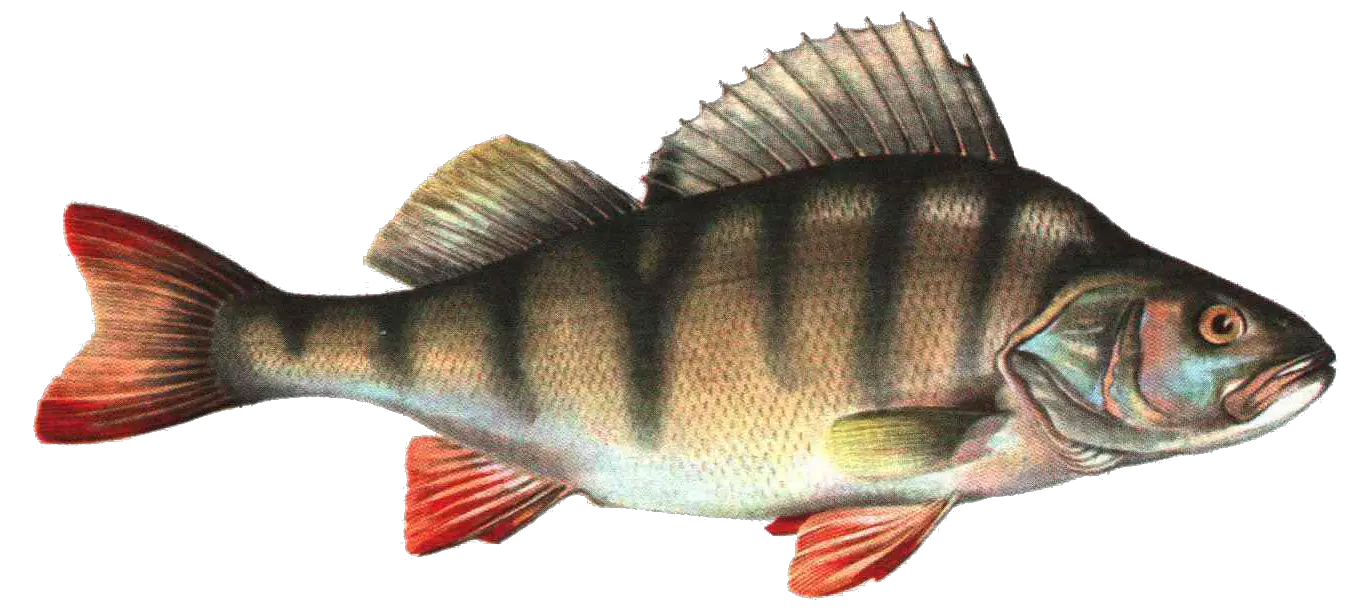 Fish Tail Png