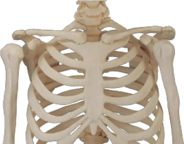 Download Hd Human Skeleton Png Skull Body Png Transparent Skeleton Png Transparent