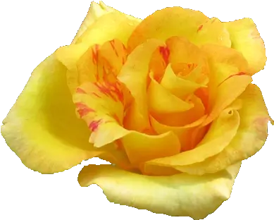 Yellow Rose Flowers Png Pic Good Evening Pic With Yellow Rose Rose Flower Png