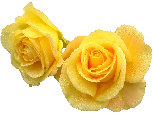 Flower Crown Download Flowers Yellow Tumblr Transparent Png Roses Transparent Background