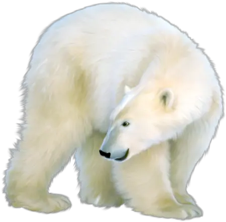 Polar Bear Polar Bears Art Png Polar Bear Png