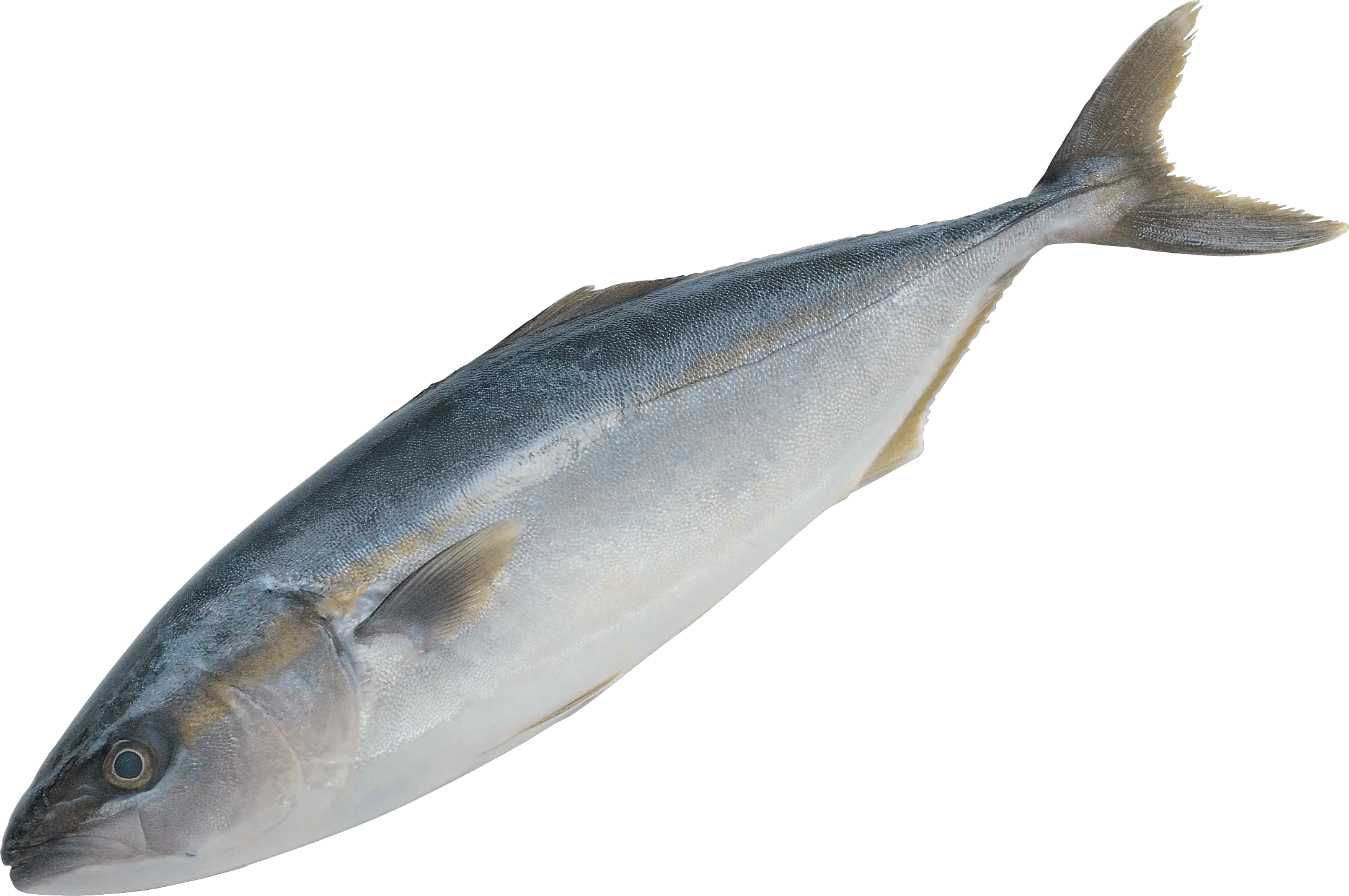 Fish Swimming Png