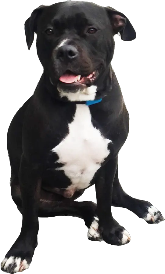 Harvey The Pitbull Staffordshire Bull Terrier Png Pitbull Png