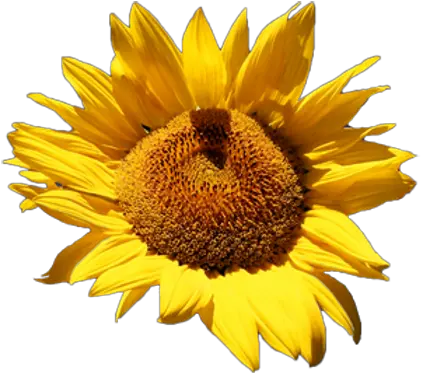 Sunflower Png Images Free Pngs Common Sunflower Sunflowers Png