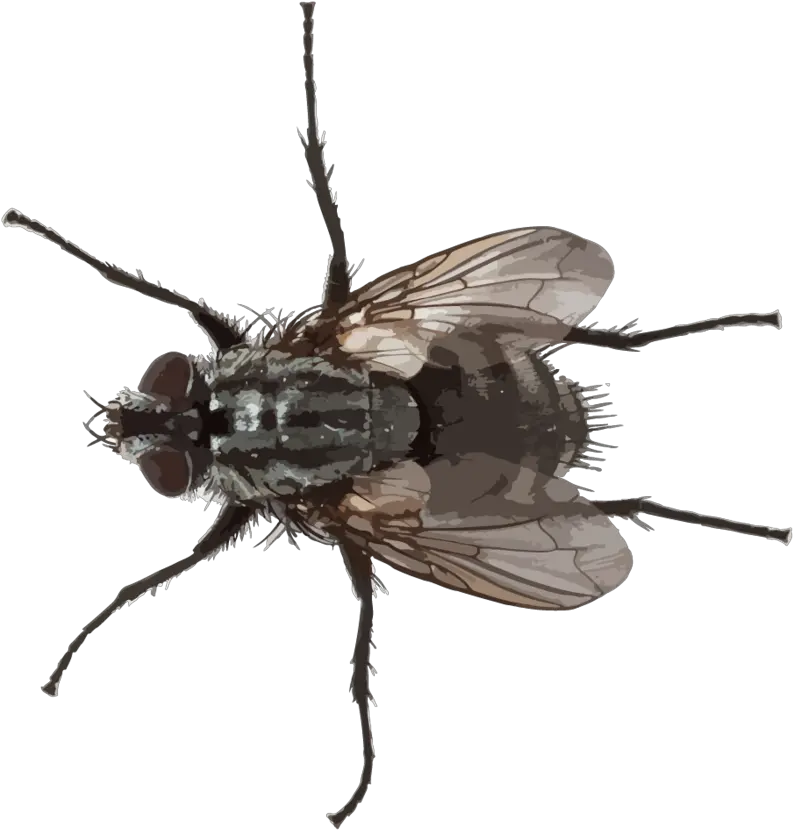 Small Fly Png Picture Small Fly Png Transparent Fly Png