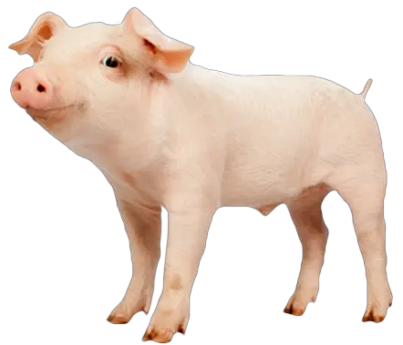 Download Domestic Pig Png Image With No Kippen En Varkens Pig Png