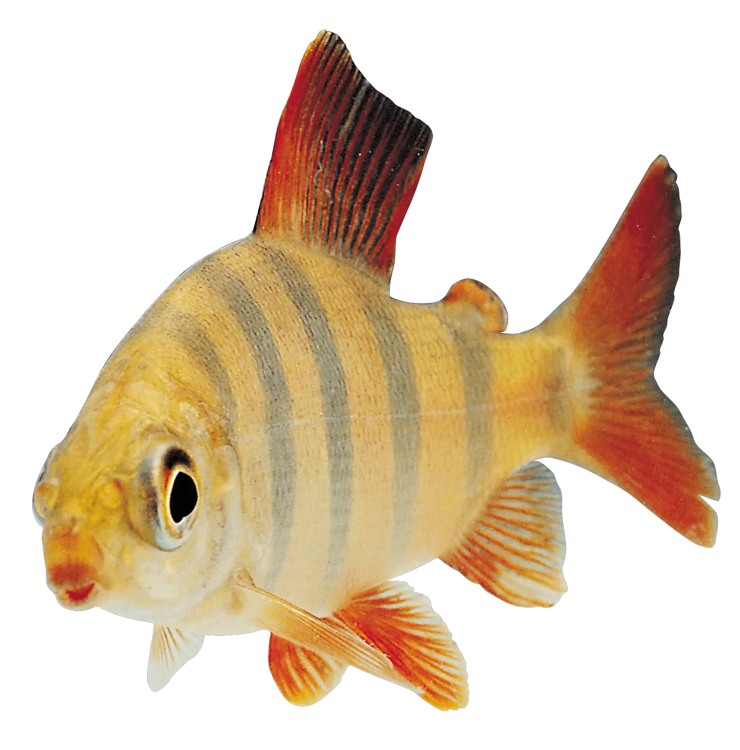 Fish Png Free