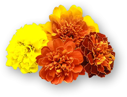 Marigold Flowers Tagetes Patula Png Marigold Png