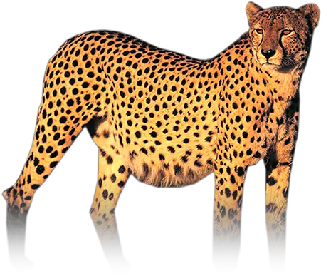Cheetah Png Hd Cheetah Png Hd Cheetah Png