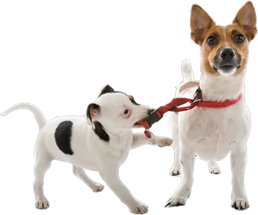 Dog Walking Png Start A Dog Business Dog Walking Png