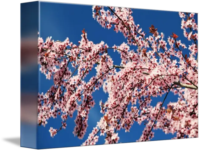 Cherry Blossoms Transparent PNG