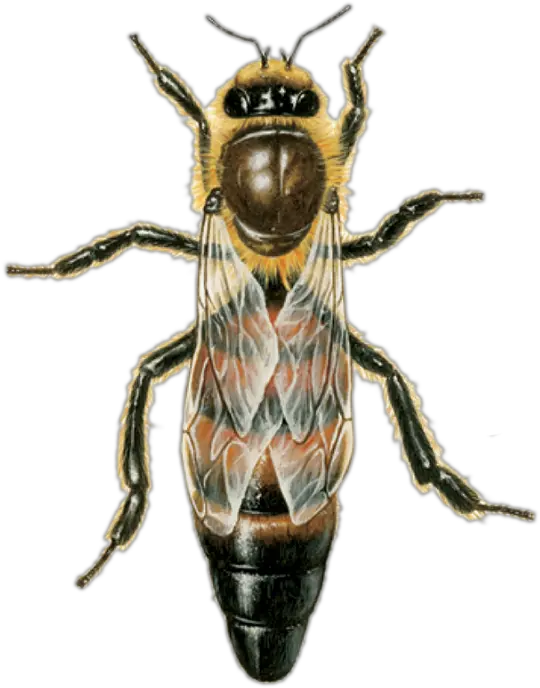 Queen Bee Dies Png Download Honey Bee Queen Queen Bee Png