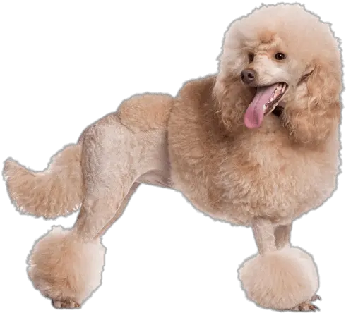 Poodle Png Picture Transparent Poodle Png Poodle Png