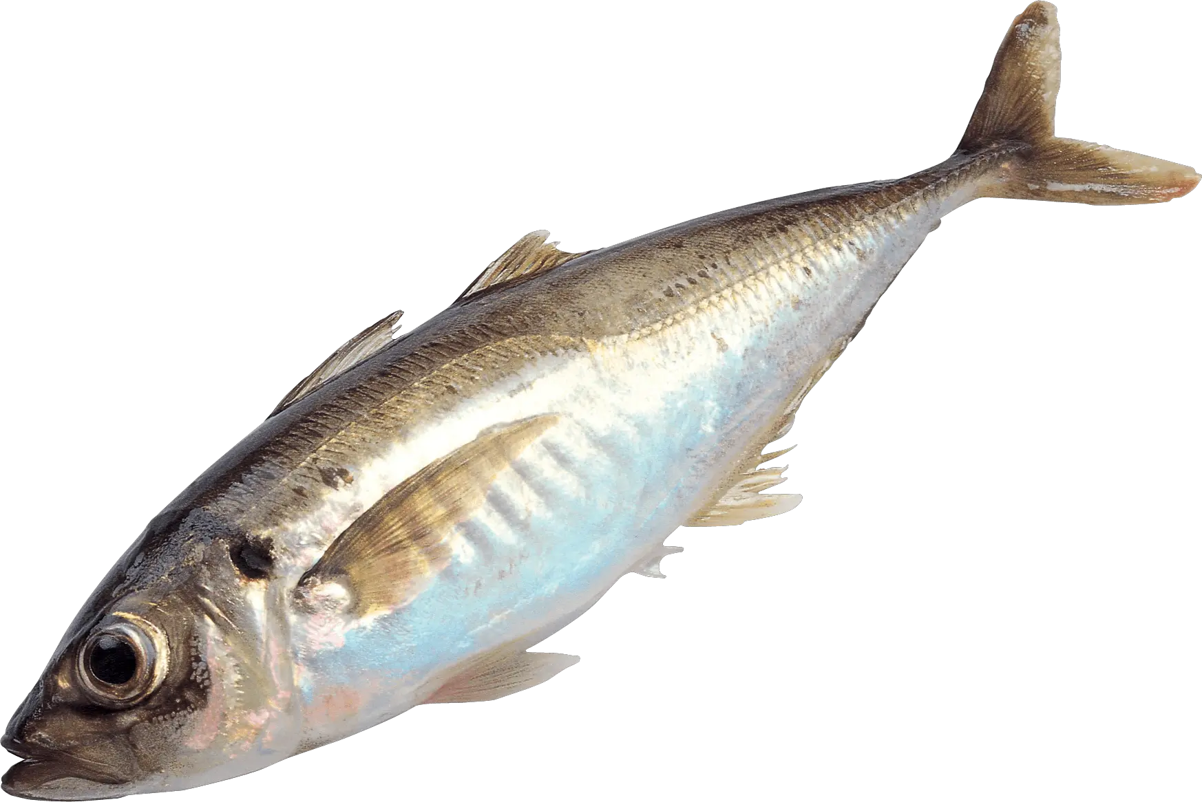 Fish Meat Png