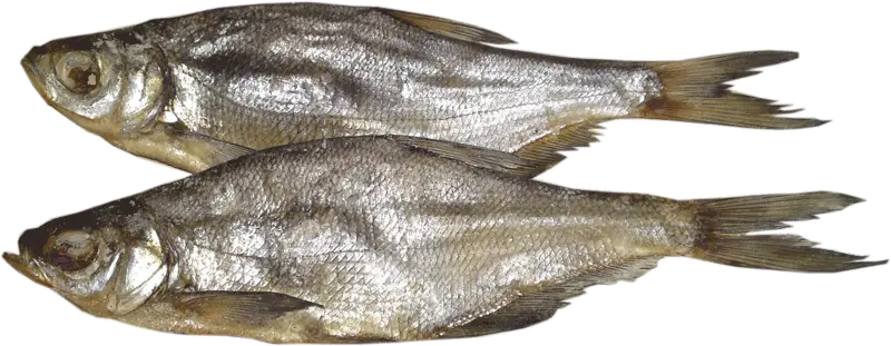 Fish Illustration Png