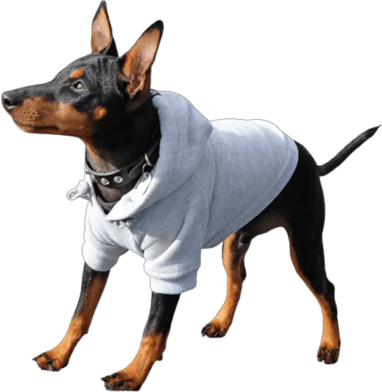 The Healing Naturally Store Rocky Balboa Rocky Dog Costume Png Rocky Dog Icon