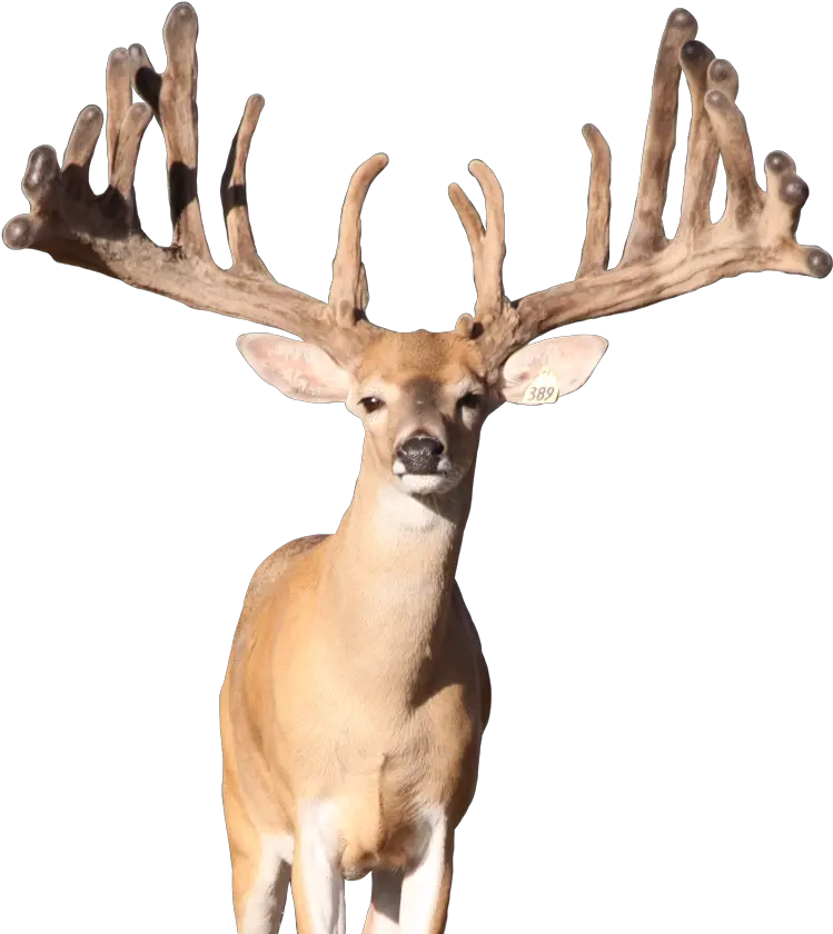 Download Deer Png Photo Reindeer Transparent Png Uokplrs Elk Deer Antler Png