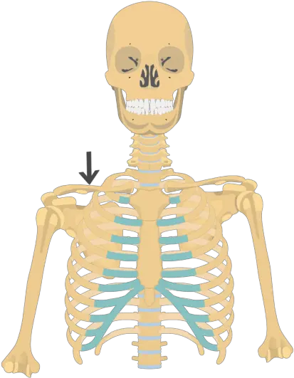 Rib Cage Human Skeleton Anatomy Rib Cage Unlabeled Png Rib Cage Png