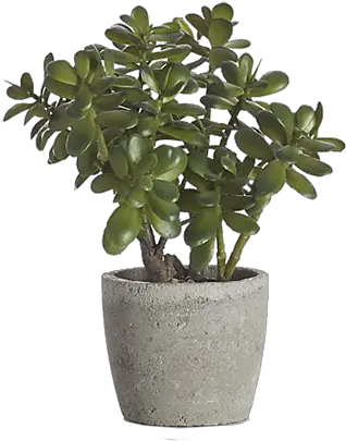 Download Potted Jade Plant Png Image With No Background Transparent Desk Plant Png Plant Transparent