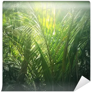 Jungle Leaves Wall Mural U2022 Pixers We Live To Change Sweet Grass Png Jungle Leaves Png