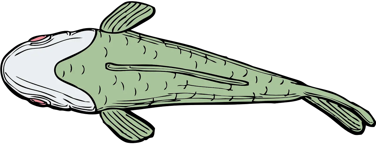 Dolphin Fish Png
