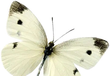 Flying Butterfly Cabbage Butterfly Png Butterfly Transparent Background png