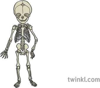 Baby Skeleton Illustration Twinkl Creepy Png Skeleton Arm Png