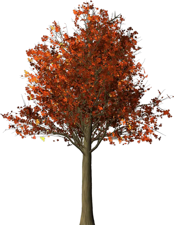 Tree Maple Fall Maple Tree Png Fall Trees Png