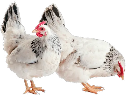 Hen Png Photo Hen Form Png Hen Png