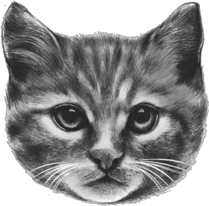 Cat Face Roblox Obyo T Png Cat Face Png
