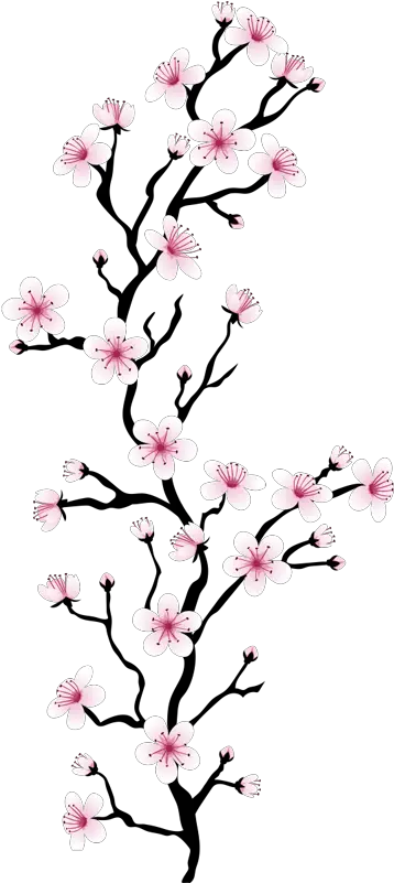 Japanese Cherry Blossom Flower Wall Decal Transparent Japanese Cherry Blossom Png Cherry Blossom Flower Png