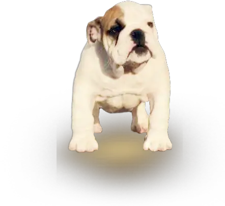 Bull Dog Png Olde English Bulldogge Bull Dog Png