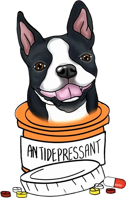 Boston Terrier Antidepressant Medical Dog Supply Png Boston Terrier Png