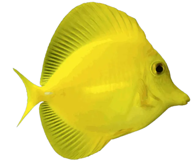 Betta Fish Logo Png