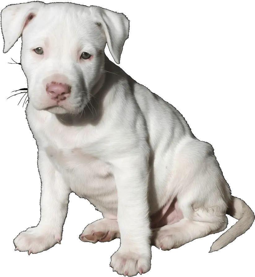 Pit Bull Pup Trans Pitbull White Puppy Png Pit Bull Png