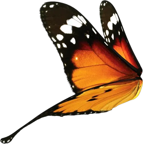Butterfly Wing Png 2 Image Real Butterfly Wings Png Butterfly Wing Png png