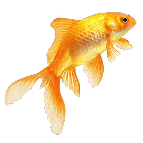 Animated Fish Png