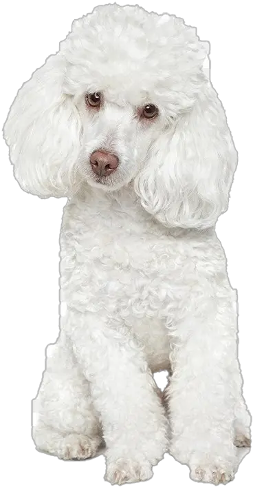 White Poodle Png Free Download White Toy Poodle Cute Poodle Png