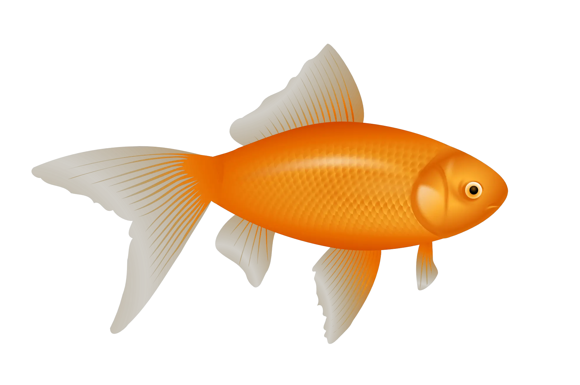 One Fish Two Fish Red Fish Blue Fish Png