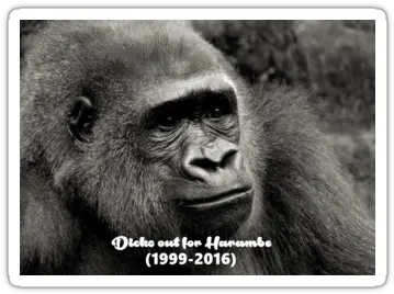 Out For Harambe Picture Frame Png Transparent Harambe