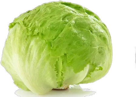 Lettuce Png Lettuce Plant Png Iceberg Lettuce 1204339 Iceberg Lettuce Lettuce Transparent