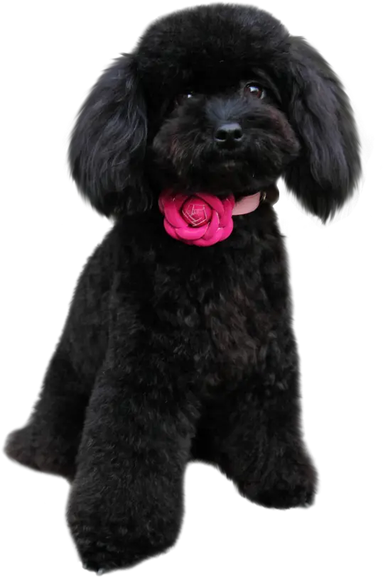 Black Poodle Puppy Png Transparent Poodle Puppies Png Poodle Png