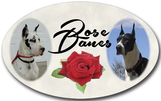 Rose Danes Great Dane Png Great Dane Png