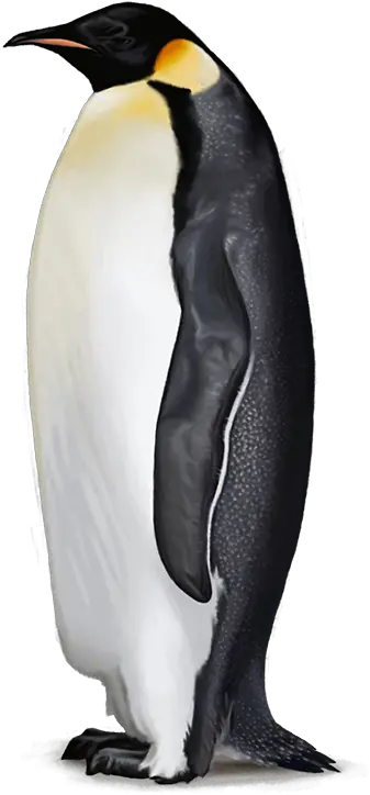 Penguin Free Png Image Emperor Penguin Png Penguin Png