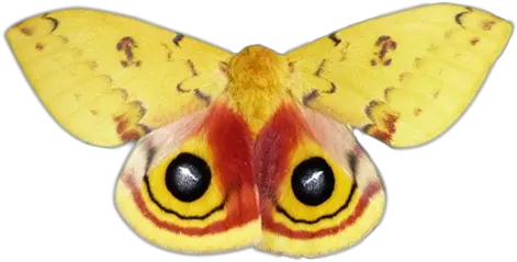 Update From The Nmw Team National Moth Week Io Moth Png Moth Png