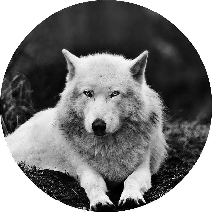 Download Black And White Wolf 16 Widescreen Wallpaper White Wolf Png Widescreen Png