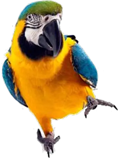 Macaw Parrot Png Image Background Parrot Png Full Hd Parrot Transparent Background